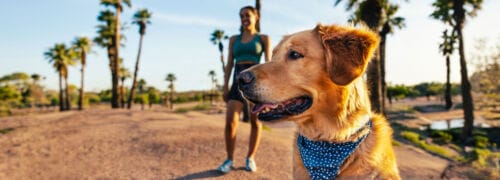 Dog Walking at Papago Park